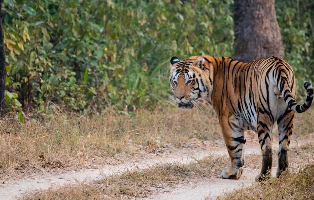 Best wildlife parks to visit in India